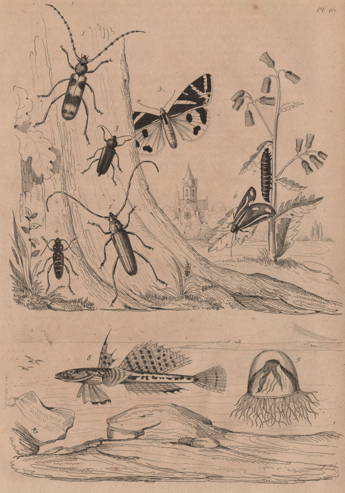 Callichroma & Callidium beetles. Callimorpha moths. Sculpin fish. Calliroé 1834